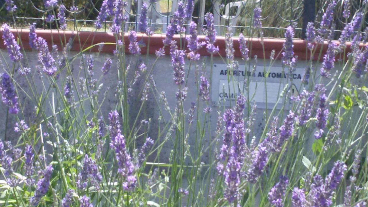 Amor Di Lavanda Cingoli Bilik gambar